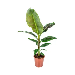 Bloomique - Musa Dwarf Cavendish - Bananenplant - Kamerplanten - Luchtzuiverend - Diervriendelijk - 80-100 Cm Hoog - Pot 21 Cm