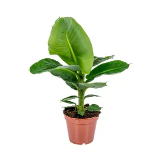 Bloomique - Musa Dwarf Cavendish - Bananenplant - Kamerplanten - Luchtzuiverend - Diervriendelijk - 60-70 Cm Hoog - Pot 17 Cm