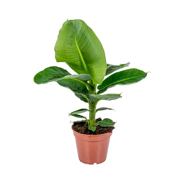 Bloomique - Musa Dwarf Cavendish - Bananenplant - Kamerplanten - Luchtzuiverend - Diervriendelijk - 60-70 Cm Hoog - Pot 17 Cm thumbnail