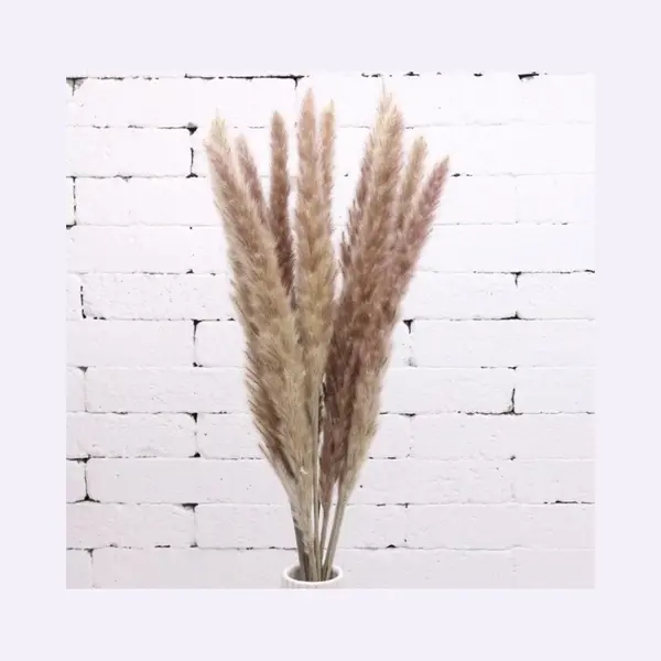 Without Lemons - Pampas Pluimen – Natuurlijke Tint - 15 Stuks – Pampas Gras – 70 Cm – Droogbloemen – Cortaderia – Droogbloemen Boeket – thumbnail