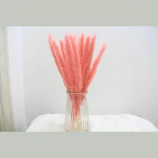 Without Lemons - Pampas Pluimen – Natuurlijke Tint - 15 Stuks – Pampas Gras – 70 Cm – Droogbloemen – Cortaderia – Droogbloemen Boeket –