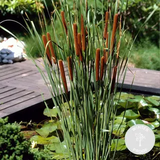 Bloomique - Typha Latifolia - Grote Lisdodde - Rietsigaar - Vijverplanten - Winterhard - Vijverzone 2-3 - 15-25 Cm Hoog - Pot 9 Cm