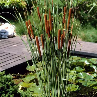 Bloomique - Set Van 6 - Typha Latifolia - Grote Lisdodde - Rietsigaar - Vijverplanten - Winterhard - Vijverzone 2-3 - 15-25 Cm Hoog - Pot 9 Cm