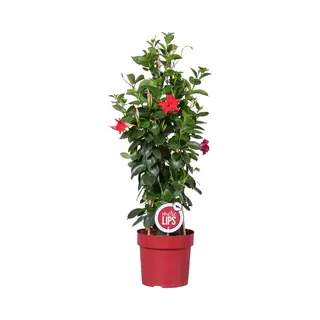 Bloomique - Mandevilla Sundaville - Chileense Jasmijn - Rood - Tuinplanten - 70-90 Cm Hoog - Pot 19 Cm