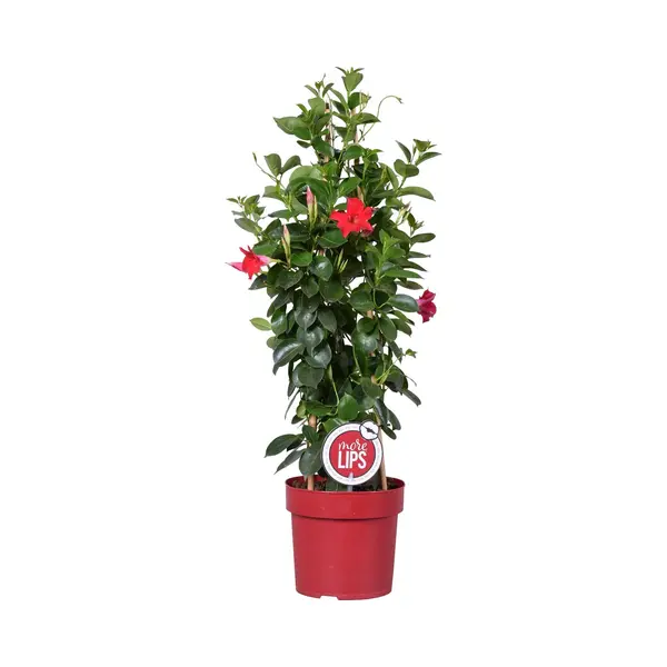 Bloomique - Mandevilla Sundaville - Chileense Jasmijn - Rood - Tuinplanten - 70-90 Cm Hoog - Pot 19 Cm thumbnail