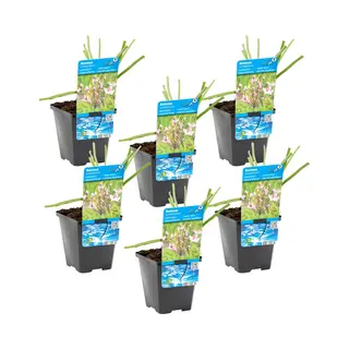 Bloomique - Set Van 6 - Butomus Umbellatus - Zwanenbloem - Vijverplanten - Winterhard - 10-20 Cm Hoog - Pot 9 Cm