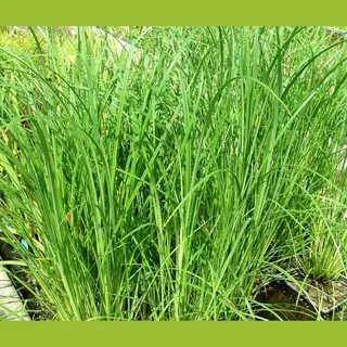 Vijverplanten-Webshop Zwarte Zegge (Carex Nigra) - Vijverplant - 3 Losse Planten - Om Zelf Op Te Potten - Vijverplanten Webshop