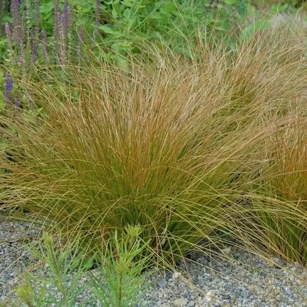 Gp 25 X Oranje Zegge - Siergras Winterhard - Carex Testacea 'Prairie Fire' In 9x9cm Pot Met Hoogte 5-10cm thumbnail