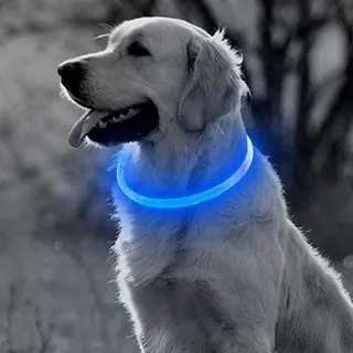 Professor Q Led Halsband Hond - Lichtgevende Halsband Hond - Blauw - M - Usb Oplaadbaar