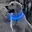 Blauw