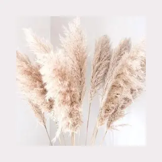 Pampas Pluimen - Xl Fluffy Pampas Grass - 3 Stuks - Beige - Naturel - Natuurlijk Bloemen