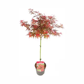 Bloomique - Acer Palmatum Shaina - Japanse Esdoorn Op Stam - Tuinplanten - Boom - Winterhard - 80-90 Cm Hoog - Pot 19 Cm
