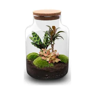Urbanjngl. Com Terrarium Milky Palm - Flessentuin Met Licht - Diy Terrarium Met Planten In Glas - Ø 21 Cm ↑ 30 Cm No