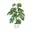 Monstera