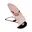 Roze Ruit