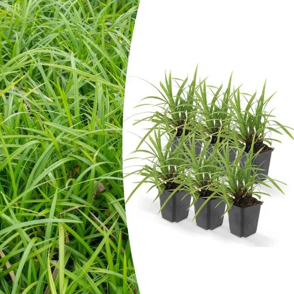 6x Japanse Zegge (Carex Morrowii 'Irish Green'), Onderhoudsvriendelijke Buitenplant thumbnail