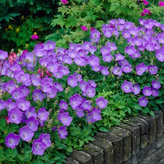 Florablom Karpatenklokje (Campanula Carpatica) - Klokjesbloem Blauwe Clips - Vaste Planten - Bijen-Vlinders - Snijbloemen - Geurend - Zomerbollen