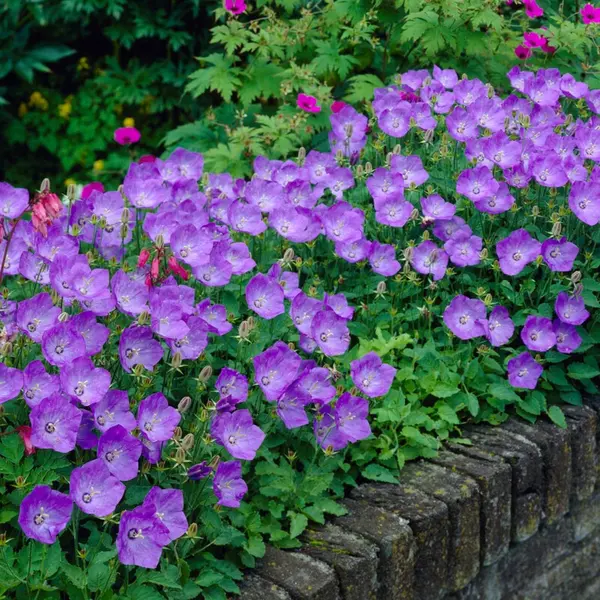 Florablom Karpatenklokje (Campanula Carpatica) - Klokjesbloem Blauwe Clips - Vaste Planten - Bijen-Vlinders - Snijbloemen - Geurend - Zomerbollen thumbnail