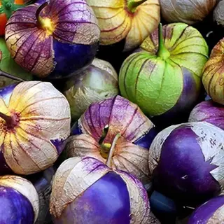 123zaden Tomatillo Zaden - Tomatillo Purple