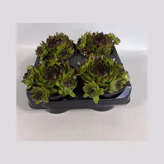 Rotsplantenshop Sempervivum Groen Met Zwarte Punt (rotsplanten) 4 Stuks