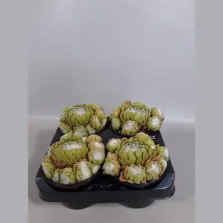 Rotsplantenshop Sempervivum Grof Wit (rotsplanten) 4 Stuks