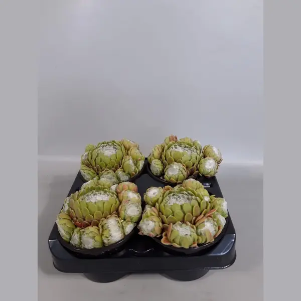 Rotsplantenshop Sempervivum Grof Wit (rotsplanten) 4 Stuks thumbnail