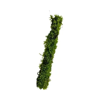 Bamboostok Met Javamos Xl 30 Cm - Aquarium Mos - Aquariumplant - Aquarium Decoratie - Moerings
