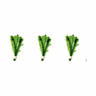 Aquaplants Levende Aquariumplanten - Elodea Densa - Per 3 Bosjes