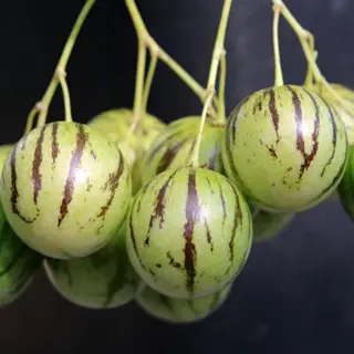 123zaden Pepino Zaden - Mini Pepino (Tzimbalo)