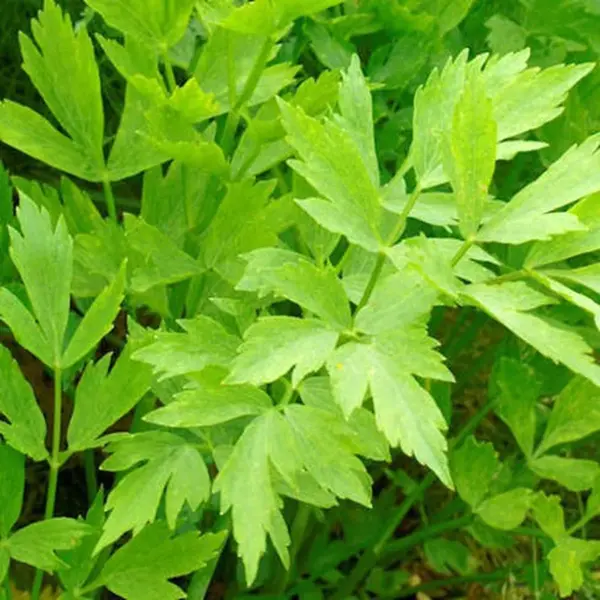 123zaden Bio Kruiden Zaden - Maggiplant thumbnail