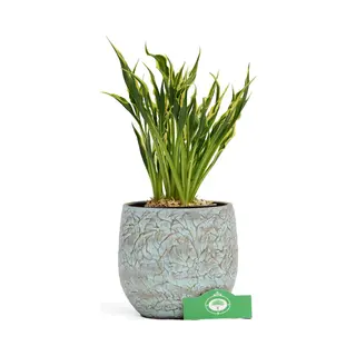 Boomkwekerij Schramas Hosta Hands Up, Vaste Plant, 13 Cm Pot