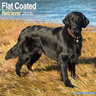 Avonside Flatcoated Retriever Kalender 2026