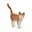 Poes