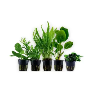 Aquaristikwelt24 AquaOne Aquariumplanten I De 5 Eenvoudigste Waterplanten Voor Beginners! I Aquariumplanten Voor Beginners I Langzaam Groeiende Anubias Microsorum I