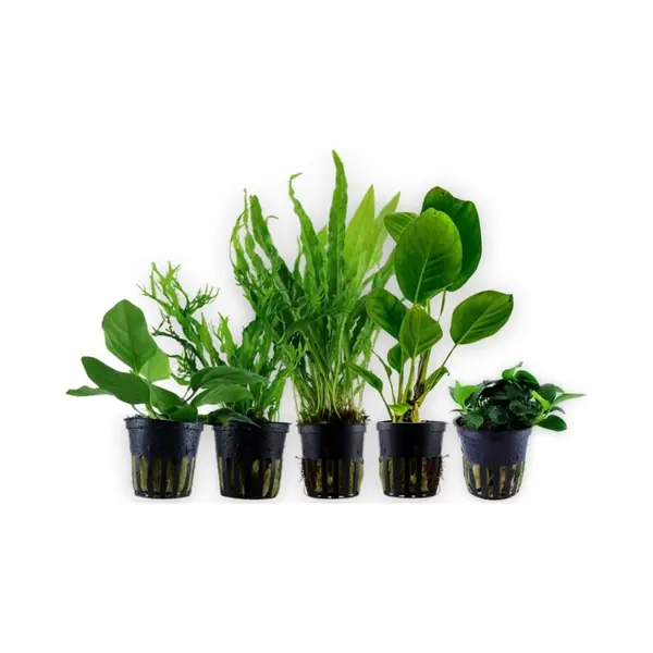Aquaristikwelt24 AquaOne Aquariumplanten I De 5 Eenvoudigste Waterplanten Voor Beginners! I Aquariumplanten Voor Beginners I Langzaam Groeiende Anubias Microsorum I thumbnail