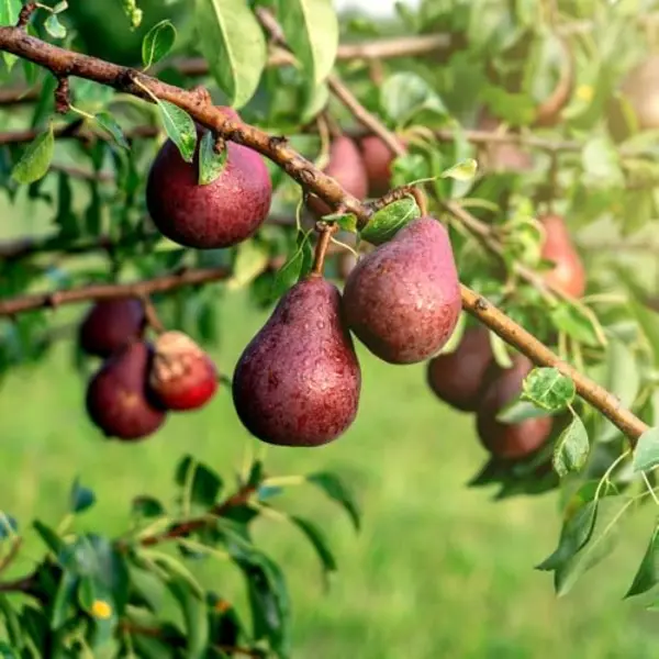 Thompson And Morgan Pear Pyrus Red William Quince A Plant Pot 4.5L - Size, 300 X 400 X 400cm - Thompson & Morgan - Wilko thumbnail
