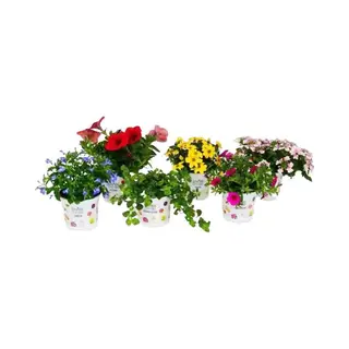 Tuin de Bruijn Bloeiende Planten Mix - Diverse Soorten Perkgoed - Set Van 6 Stuks - Ø10.5 Cm - 1 Jarige Perkplantjes