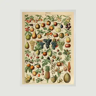 Esque Poster In Witte Lijst - Vintage Fruit - Groenten En Planten Schoolplaat - Millot - Large 70x50