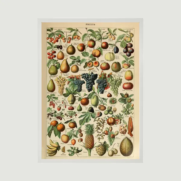 Esque Poster In Witte Lijst - Vintage Fruit - Groenten En Planten Schoolplaat - Millot - Large 70x50 thumbnail