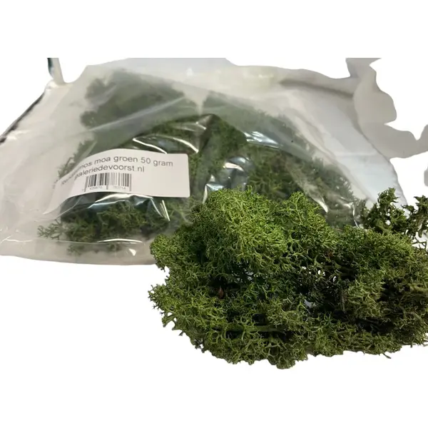 Rendiermos, Mos Mosgroen 50 Gram. Geschikt Voor Decoraties, Mosschilderijen, Moswanden, Bloemstukjes thumbnail