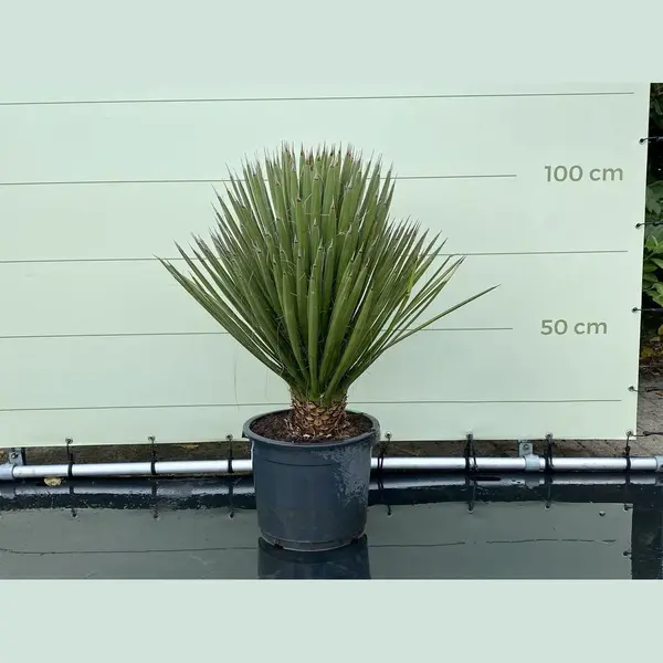 Tropictrees Yucca Filifera Hoogte 100 Cm thumbnail