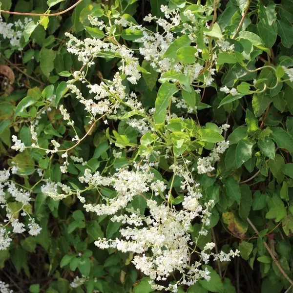 Boomenplant.be Bruidsluier - Fallopia Baldschuanica (= F. Aubertii) 50-60 Cm thumbnail