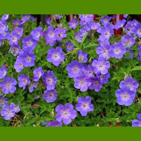Geranium Rozanne - Set Van 12 - Ooievaarsbek - Pot P9 - Paarse Bloem thumbnail