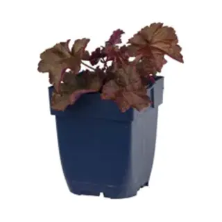 Qfb Gardening Heuchera Micr. 'Palace Purple' | 1 Stuk | Groenblijvende Vaste Plant | Wintergroen | Schaduwplant | Tuinplant Schaduw | 11x11 Cm Kwekerspot |