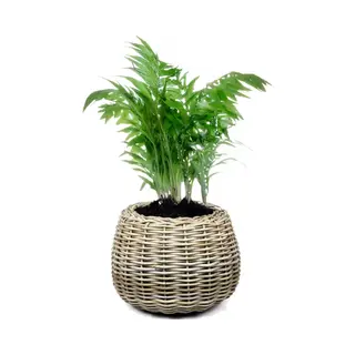 van der Leeden Van Der Leenden Planten/bloemen Mand - Rond - Rotan - Gevlochten Riet - D45 X H34 Cm - Drypot