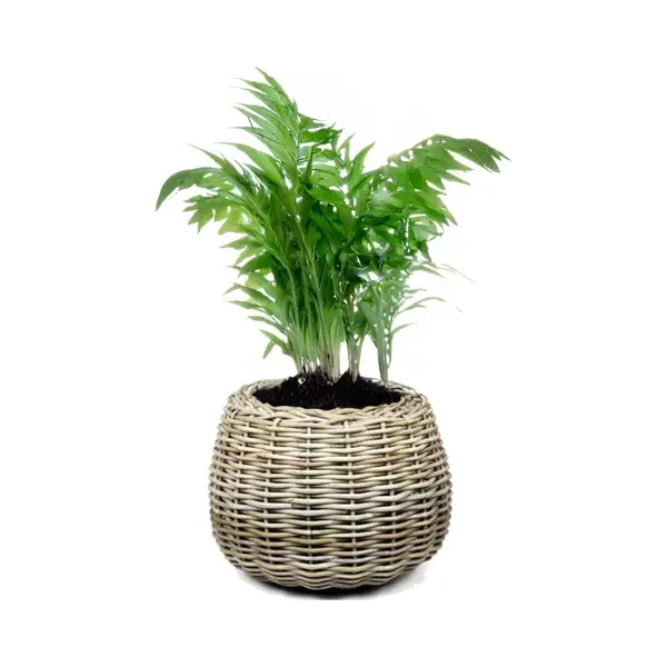 van der Leeden Van Der Leenden Planten/bloemen Mand - Rond - Rotan - Gevlochten Riet - D45 X H34 Cm - Drypot thumbnail