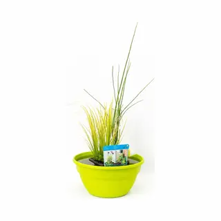 Moerings Terrasvijver Set - Minivijver Vijverbak Inclusief Verschillende Planten In Mix, Vijvermand, Vijvergrind En Vijveraarde - Voor Balkon, Tuin, Terras -
