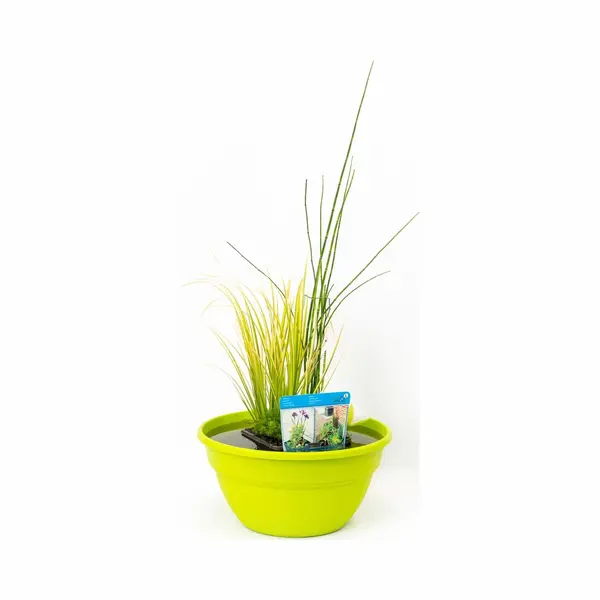 Moerings Terrasvijver Set - Minivijver Vijverbak Inclusief Verschillende Planten In Mix, Vijvermand, Vijvergrind En Vijveraarde - Voor Balkon, Tuin, Terras - thumbnail