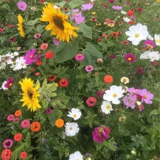 Veldbloemenonline.nl Veldbloemen Zaad - QueenBee 100 Gram - 50 M2 - Kleine Zonnebloem - Cosmea - Zinnia - Bijen - Vlinders
