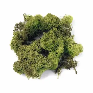 Rayher hobby materialen Rayher Decoratie Mos - Lichtgroen 100 Gram Voor Knutselen & Kerststukjes